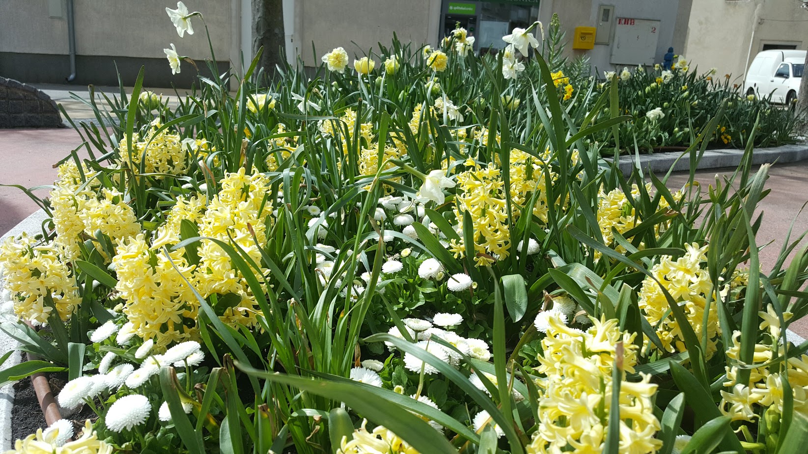 Magija proljetnica koja budi iz sna