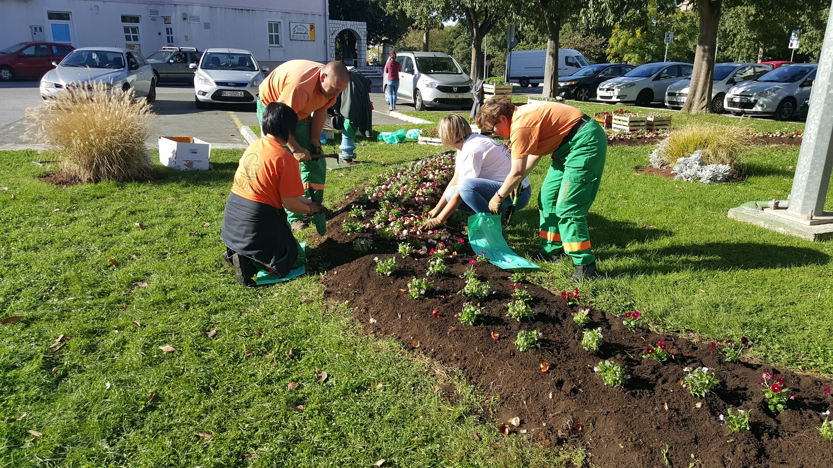 Sadnja proljetica 2017. – 2018.