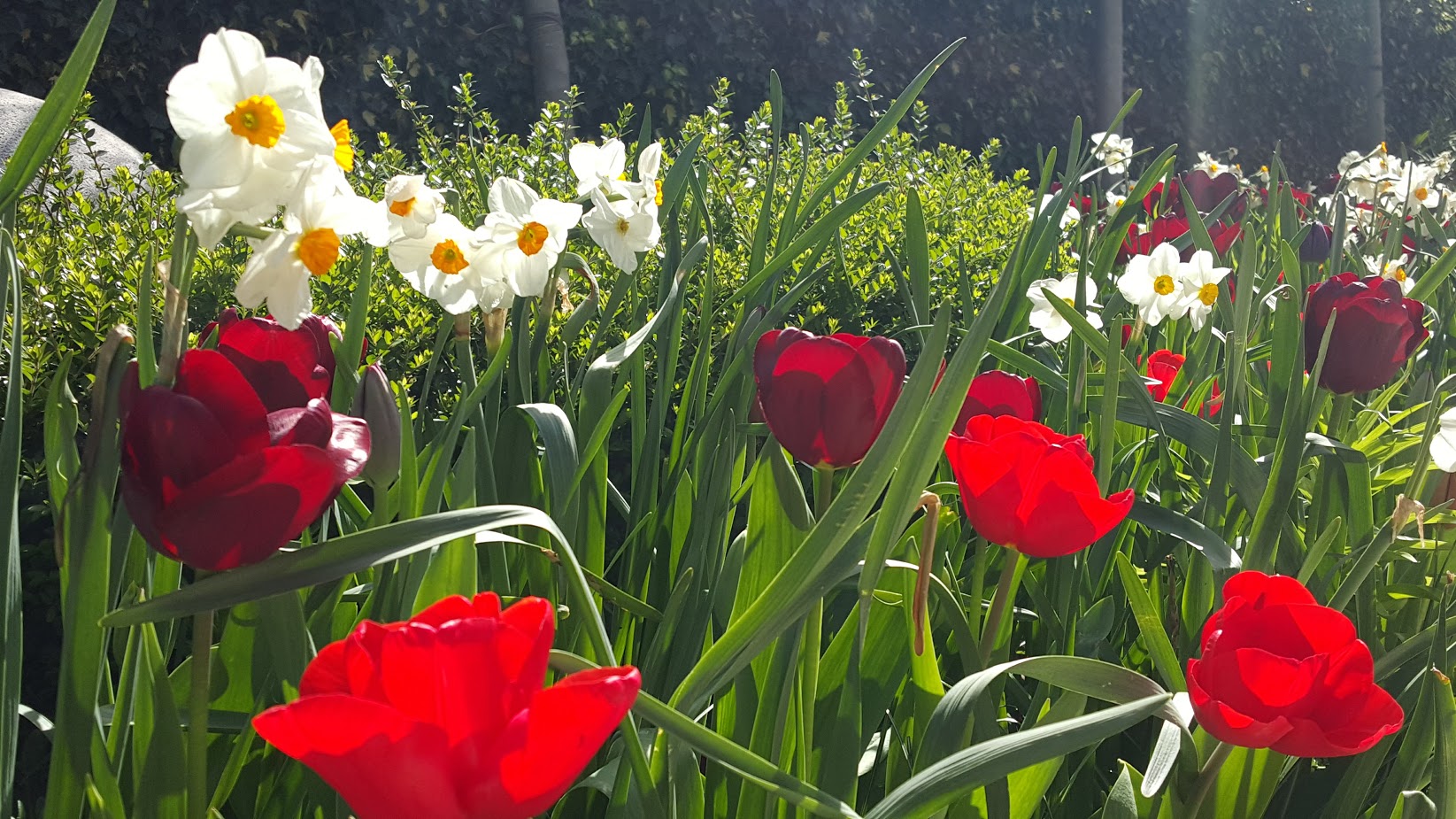 Magija proljetnica koja budi iz sna