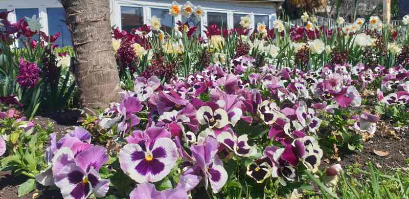 Proljetnice 2020. – 2021.