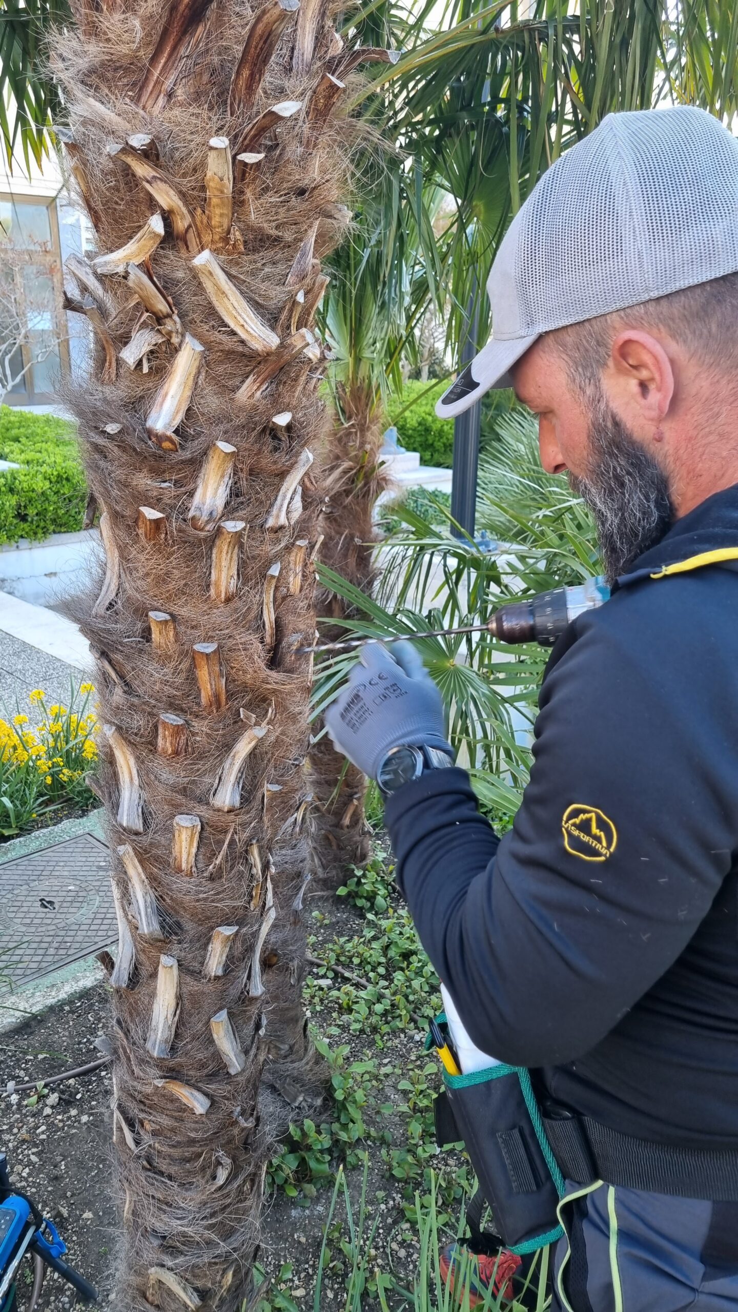 Štetnici na palmama – II dio