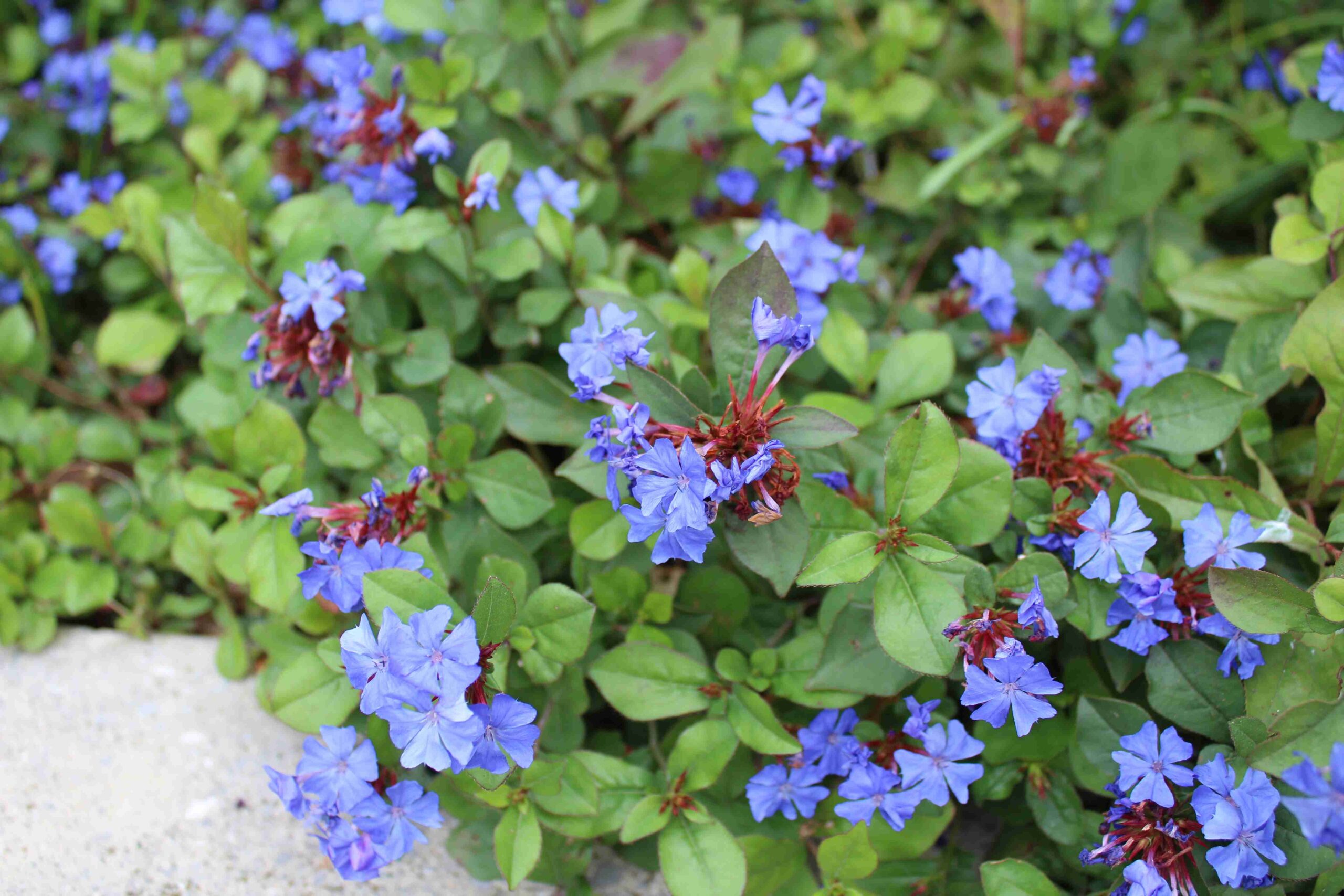 Jesenski sprektar boja 2017.