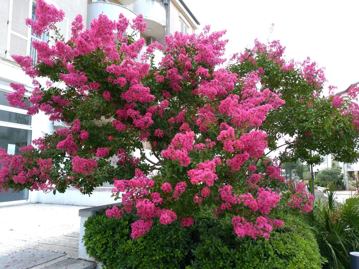 Indijski jorgovan – Lagestroemia indica L.
