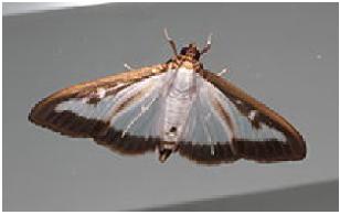 Šimširov moljac (Cydalima perspectalis)