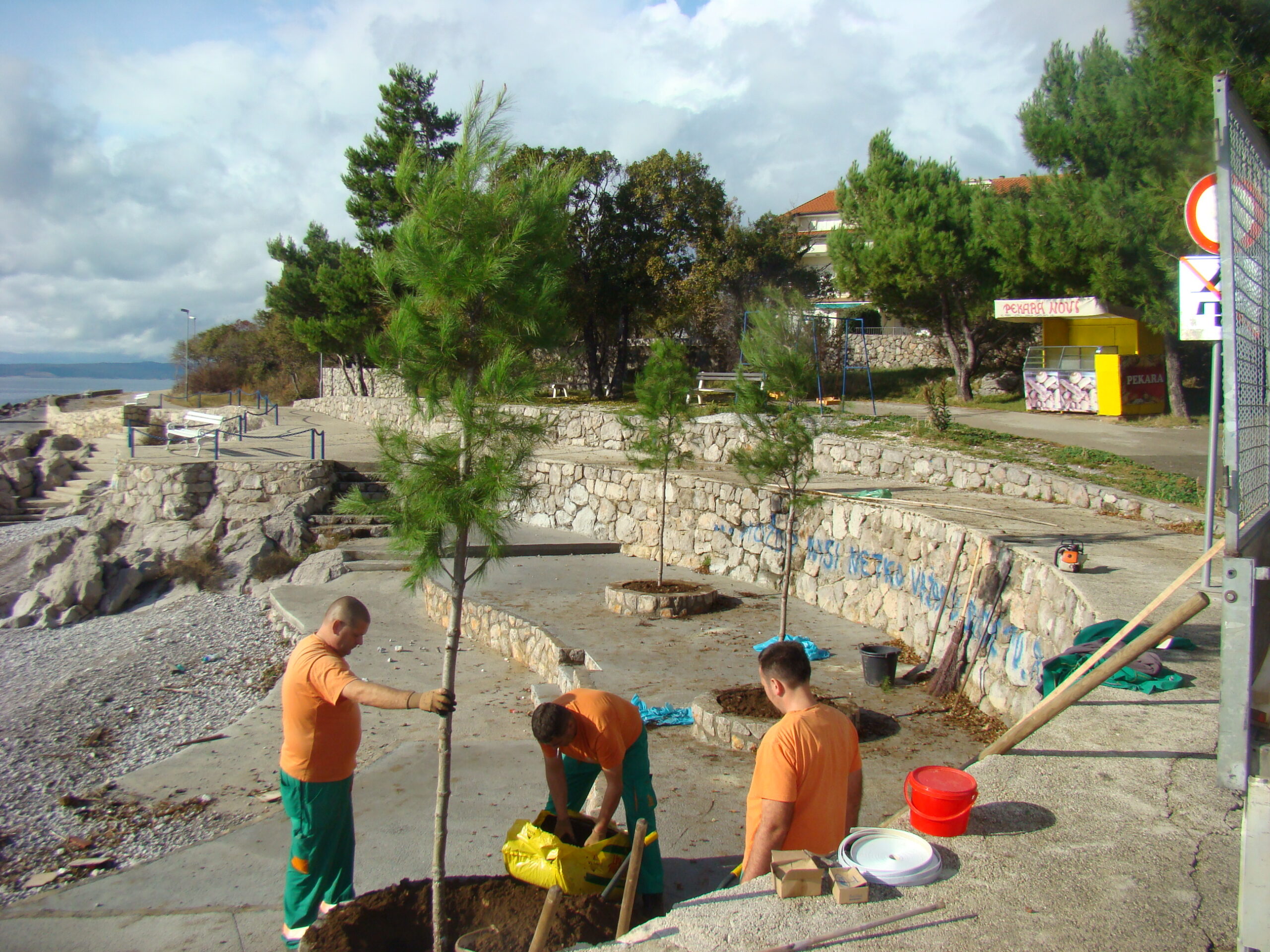 Smokvica – sadnja u jesen 2014.