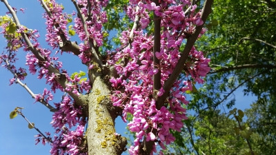 Drvored u Ogulinskoj ulici